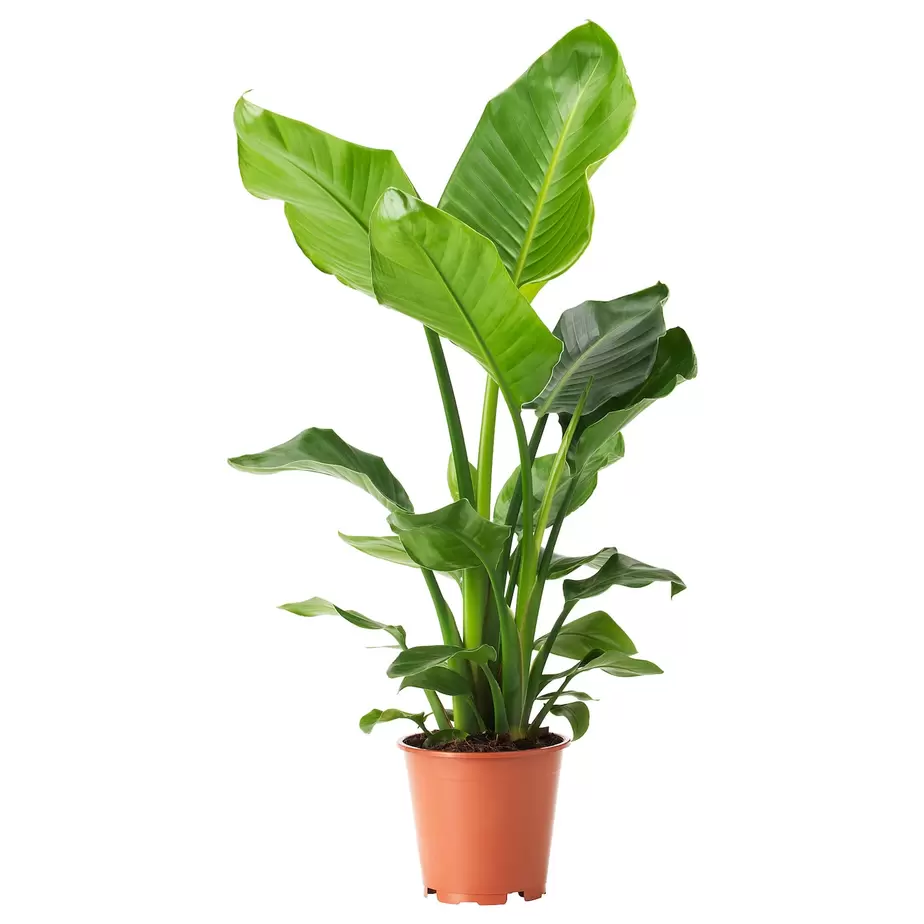 STRELITZIA tuote hintaan 29,99€ liikkeestä IKEA